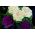 Repolho Ornamental - Sunrise - sortida  - Brassica oleracea var. acephala - sementes