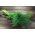 שמיר "Sprinter" - 2800 זרעים - Anethum graveolens L.