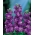 Purple hoary stock, Ten-weeks voorraad "Excelsior" - 300 zaden - Matthiola incana annua