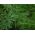 Garden dill "Emerald" - 100 g - 65000 biji - Anethum graveolens L.