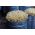 Biji-bijian membiak - Mung kacang - 250 g - 5250 biji - Phaseolus aureus - benih