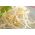 发芽种子 - 绿豆 -  250克 -  5250粒种子 - Phaseolus aureus - 種子