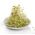 Klíčiace semená - Alfalfa - 100 g - Medicago sativa