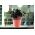 レース付き丸い植木鉢-17,5 cm-ナチュロ-ピーチ - 