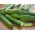 黄瓜“Pokusa F1” - 用于覆盖下的栽培 -  35粒种子 -  - 種子
