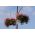 Герань плюща-листа "Speedy mixed"; каскадна герань - 10 насінин - Pellargonium peltatum F2 hybrids - насіння