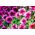 Petunia - lavt voksende udvalg af udvalgte sorter - 600 frø - Petunia multiflora F2 hybrids