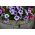 Petunia - lavt voksende udvalg af udvalgte sorter - 600 frø - Petunia multiflora F2 hybrids