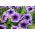 Petúnia - seleção de variedades com crescimento baixo - 600 sementes - Petunia multiflora F2 hybrids