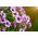 Petunia - laagblijvende selectie van dooraderde variëteit - 600 zaden - Petunia multiflora F2 hybrids