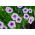 Petunia - laagblijvende selectie van dooraderde variëteit - 600 zaden - Petunia multiflora F2 hybrids