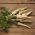 Root parsley "Sugar" - 100 g - 42500 seeds