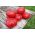 Τομάτα πεδίου "Raspberry Warsaw" - 175 σπόρους - Lycopersicon esculentum Mill  - σπόροι
