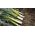 부추 "Starozagorsky Kamush"- 초기 품종 - 320 종자 - Allium ampeloprasum L. - 씨앗
