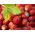 Полуниця "Mignonette" лісова полуниця, альпійська полуниця, карпатська полуниця, європейська полуниця, fraisier des bois - 320 насіння \ t - Fragaria vesca