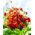 Полуниця "Mignonette" лісова полуниця, альпійська полуниця, карпатська полуниця, європейська полуниця, fraisier des bois - 320 насіння \ t - Fragaria vesca