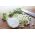 Celeriac ، الكرفس الجذر "مكسيم" - أواخر متنوعة - 2600 البذور - Apium graveolens - ابذرة