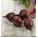 甜菜根“红球” -  100克 -  5000粒种子 - Beta vulgaris L. - 種子