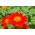 Sarkanā saulespuķu, Meksikas saulespuķu - 120 sēklas - Tithonia rotundifolia