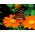 Floarea-soarelui roșu, floarea-soarelui mexican - 120 de semințe - Tithonia rotundifolia