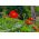 Sarkanā saulespuķu, Meksikas saulespuķu - 120 sēklas - Tithonia rotundifolia