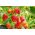 딸기 "레인보우 보물 F1"- 5 종 - Fragaria ×ananassa - 씨앗