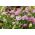 Садово-канцелярська штукатурка, глобус цукерки "Тетра Меркурій" - 800 насіння - Iberis umbellata