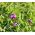 Vetch spring untuk aftercrops - 1000 g - Vicia sativa - benih