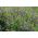 Vetch spring untuk aftercrops - 1000 g - Vicia sativa - benih