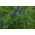 Весенняя вика для посевов - 1000 г - Vicia sativa - семена