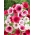 Mallow-wort, malope anual, maloppi, roxo malva espanhol - 270 sementes - Malope trifida