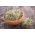 BIO - دانه های تخم گذاری بروکلی - دانه های گواهی شده - 3000 دانه - Brassica oleracea L. var. italica Plenck