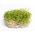 BIO - Alfalfa sprouting seeds - certified organic seeds; Lucerne