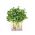 BIO Çimlenme tohumları - Turp - sertifikalı organik tohumlar - 1700 tohum - Raphanus sativus L.