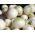 जैव - सफेद सर्दियों प्याज "टोंडा मूसोना" - प्रमाणित जैविक बीज - 500 बीज - 