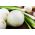 BIO - Beyaz Kışlık Soğan "Tonda Musona" - Sertifikalı Organik Tohumlar - 500 Tohum - Allium cepa L.