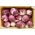 BIO - Radicchio "Palla rossa 3" - certificirano organsko sjeme; Cikorija - 360 sjemenki - Cichorium intybus - sjemenke