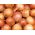 BIO - پیاز "تراکم 5" - گواهی دانه های گواهی شده - 500 دانه - Allium cepa L.