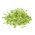Sprouts - zaden - Zonnebloem - BIO - Helianthus annuus