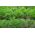 BIO - Garden Dill - 유기농 종자 인증 - 2800 종자 - Anethum graveolens L. - 씨앗