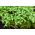 Kressalāti - BIO - 13500 sēklas - Lepidium sativum