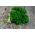 BIO - Yaprak maydanoz "Moss Curled 2 - sertifikalı organik tohumlar - 3000 tohumlar - Petroselinum crispum 