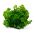 BIO - Rau mùi tây "Rêu cuộn 2 - hạt hữu cơ được chứng nhận - 3000 hạt - Petroselinum crispum 