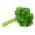 Persilja - Moss Curled 2 - BIO - 3000 frön - Petroselinum crispum