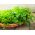 БІО - Листя петрушки "Коммун 2" - сертифіковане органічне насіння - 3000 насінин - Petroselinum crispum 