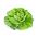 BIO - Lettuce "Queen of May" - benih organik yang diperakui - 450 biji - Lactuca sativa L. var. Capitata