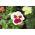 Pansă de grădină cu flori mari - albă și roz - 240 de semințe - Viola x wittrockiana 