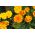 家庭花园 - 法国万寿菊“Bonanza系列” - 室内和阳台种植 -  175种子 - Tagetes patula L. - 種子