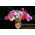Home Garden - Slatki grašak "Knee-Hi" - za uzgoj u zatvorenom i balkonu - 60 sjemenki - Lathyrus odoratus - sjemenke