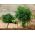 Home Garden - Dill "Compact" - pentru cultivarea în interior și pe balcon - 2800 de semințe - Anethum graveolens L.